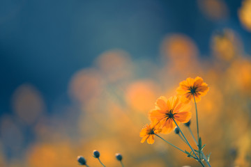 谁的足球踢的最好